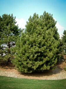 Сосна Чёрная (Pinus Nigra) купить по цене от 270.00р. в интернет-магазине «Посадика» с доставкой почтой в в Острове и по всей России – [изображение №1].