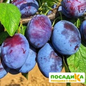 Слива Чачакская ранняя купить по цене от 229.00р. в интернет-магазине «Посадика» с доставкой почтой в в Острове и по всей России – [изображение №1].