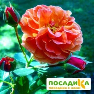 Роза Арабия купить по цене от 350.00р. в интернет-магазине «Посадика» с доставкой почтой в в Острове и по всей России – [изображение №1].