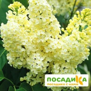 Сирень Примроуз (Primrose) купить по цене от 529.00р. в интернет-магазине «Посадика» с доставкой почтой в в Острове и по всей России – [изображение №1].