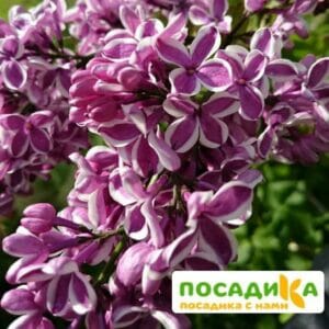 Сирень Сенсация купить по цене от 529.00р. в интернет-магазине «Посадика» с доставкой почтой в в Острове и по всей России – [изображение №1].