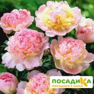 Пион Распберри Сандей (Paeonia Raspberry Sundae) купить по цене от 959р. в интернет-магазине «Посадика» с доставкой почтой в в Острове и по всей России – [изображение №1].