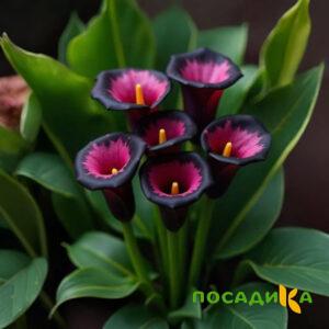 Калла Аура Лейс купить по цене от 400р. в интернет-магазине «Посадика» с доставкой почтой в в Острове и по всей России – [изображение №1].