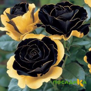 Роза Ханни Сикл купить по цене от 700р. в интернет-магазине «Посадика» с доставкой почтой в в Острове и по всей России – [изображение №1].