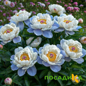 Пион акварельный Этюд купить по цене от 806р. в интернет-магазине «Посадика» с доставкой почтой в в Острове и по всей России – [изображение №1].