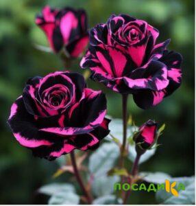 Роза Багровый Шепот купить по цене от 366р. в интернет-магазине «Посадика» с доставкой почтой в в Острове и по всей России – [изображение №1].