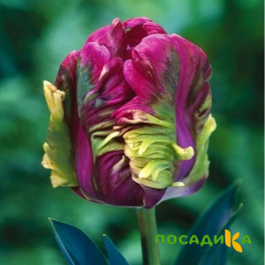 Тюльпан Экзотик Хэвен купить по цене от 186р. в интернет-магазине «Посадика» с доставкой почтой в в Острове и по всей России – [изображение №1].