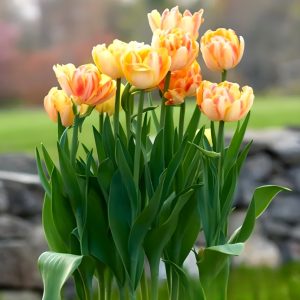 Тюльпан Верона Санрайз купить по цене от 280р. в интернет-магазине «Посадика» с доставкой почтой в в Острове и по всей России – [изображение №1].