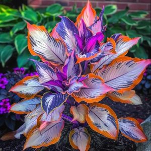 Хоста Эмеральд Тиара купить по цене от 602р. в интернет-магазине «Посадика» с доставкой почтой в в Острове и по всей России – [изображение №1].