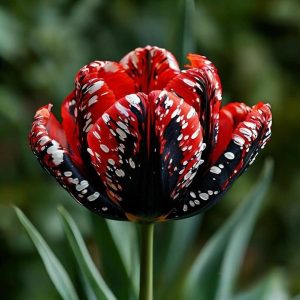 Тюльпан Вельвет Файер купить по цене от 394р. в интернет-магазине «Посадика» с доставкой почтой в в Острове и по всей России – [изображение №1].