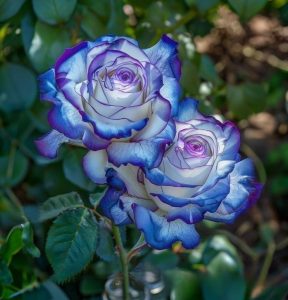 Роза Пэтолз Хоуп купить по цене от 333р. в интернет-магазине «Посадика» с доставкой почтой в в Острове и по всей России – [изображение №1].