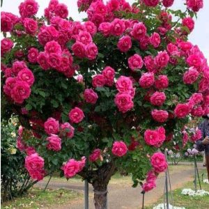 Роза Версаля купить по цене от 232р. в интернет-магазине «Посадика» с доставкой почтой в в Острове и по всей России – [изображение №1].