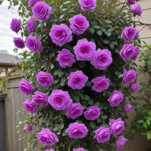 Роза Мистик Уайт купить по цене от 620р. в интернет-магазине «Посадика» с доставкой почтой в в Острове и по всей России – [изображение №1].