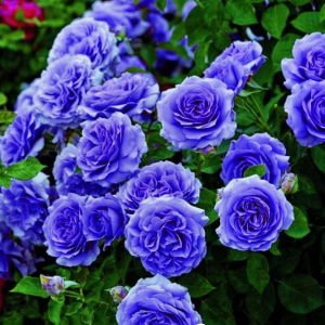 Роза Блю Мун купить по цене от 450р. в интернет-магазине «Посадика» с доставкой почтой в в Острове и по всей России – [изображение №1].