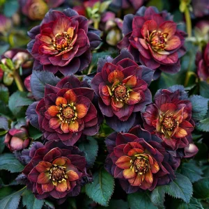 Морозник Сноу Дроп купить по цене от 348р. в интернет-магазине «Посадика» с доставкой почтой в в Острове и по всей России – [изображение №1].