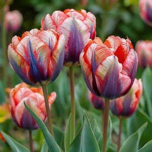 Тюльпан Эбисан Грэйс купить по цене от 217р. в интернет-магазине «Посадика» с доставкой почтой в в Острове и по всей России – [изображение №1].