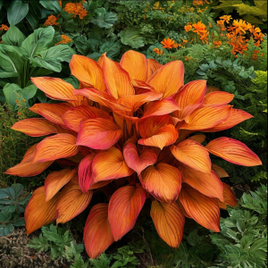 Хоста Солнечный Нектар купить по цене от 605р. в интернет-магазине «Посадика» с доставкой почтой в в Острове и по всей России – [изображение №1].