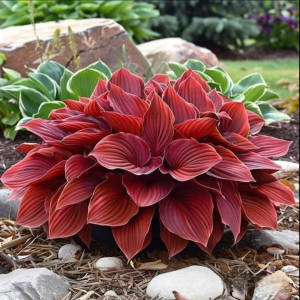 Хоста Рэд Эйнджл купить по цене от 549р. в интернет-магазине «Посадика» с доставкой почтой в в Острове и по всей России – [изображение №1].