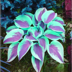 Хоста Висперин Бьюти купить по цене от 379р. в интернет-магазине «Посадика» с доставкой почтой в в Острове и по всей России – [изображение №1].