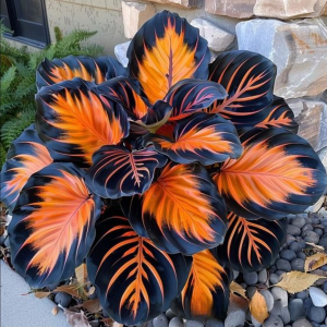 Хоста Сикрет Форест купить по цене от 601р. в интернет-магазине «Посадика» с доставкой почтой в в Острове и по всей России – [изображение №1].