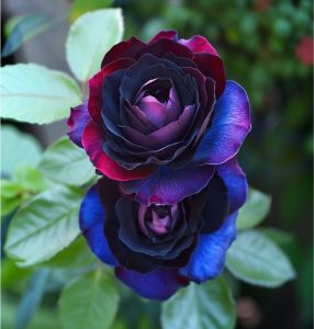 Роза Скарлет Рэвери купить по цене от 489р. в интернет-магазине «Посадика» с доставкой почтой в в Острове и по всей России – [изображение №1].