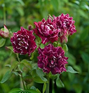 Роза Опаловый Пейзаж купить по цене от 490р. в интернет-магазине «Посадика» с доставкой почтой в в Острове и по всей России – [изображение №1].