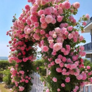 Роза Пастель Розе купить по цене от 605р. в интернет-магазине «Посадика» с доставкой почтой в в Острове и по всей России – [изображение №1].