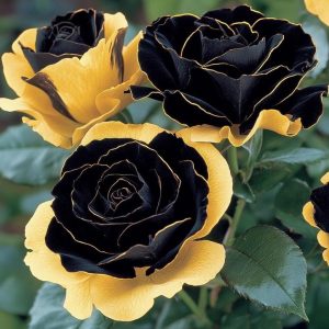 Роза Ханни Сикл купить по цене от 700р. в интернет-магазине «Посадика» с доставкой почтой в в Острове и по всей России – [изображение №1].