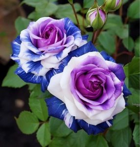 Роза Айвори Каскад купить по цене от 420р. в интернет-магазине «Посадика» с доставкой почтой в в Острове и по всей России – [изображение №1].