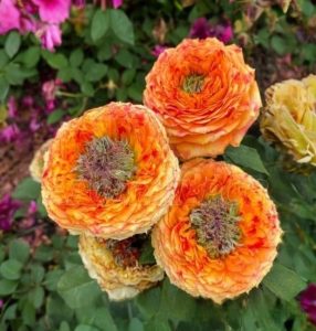 Роза Золотой Мираж купить по цене от 420р. в интернет-магазине «Посадика» с доставкой почтой в в Острове и по всей России – [изображение №1].