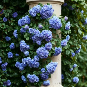 Роза плетистая Блю Перпл купить по цене от 540р. в интернет-магазине «Посадика» с доставкой почтой в в Острове и по всей России – [изображение №1].